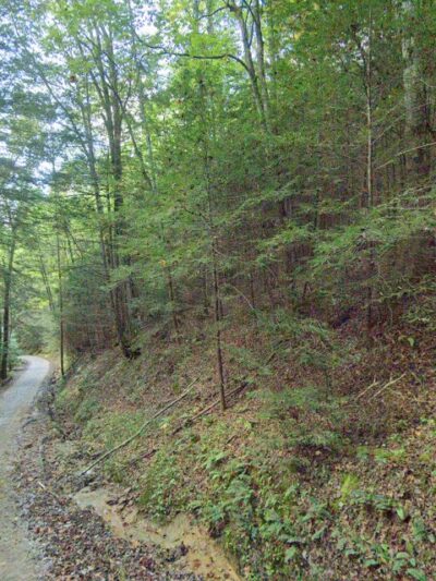 Dog Branch Falls - US, KY