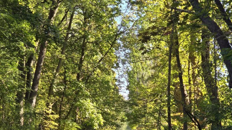 F T Proctor Park - Utica, NY