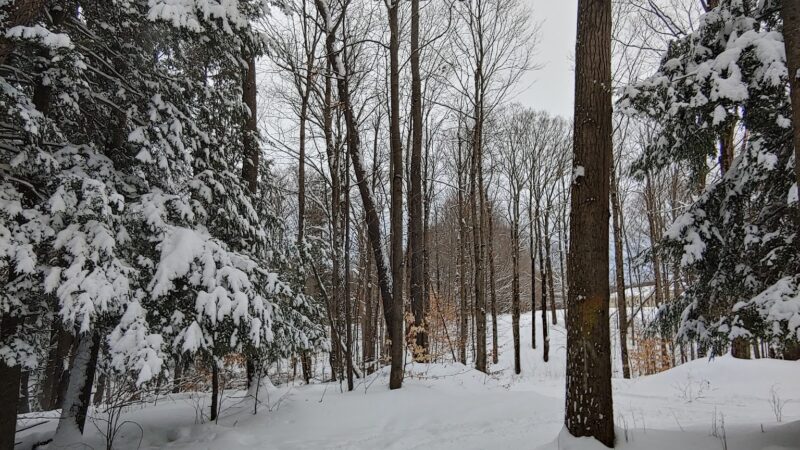 Wilderness Park - Utica, NY