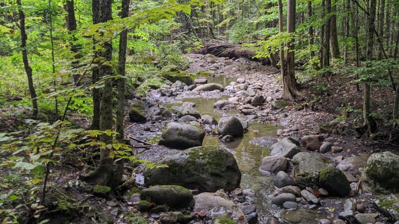 Wilderness Park - Utica, NY