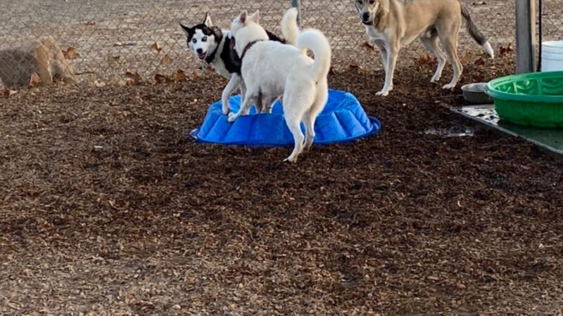 Centennial Dog Park - Vacaville, CA