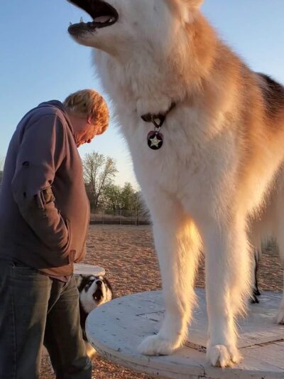 Centennial Dog Park - Vacaville, CA