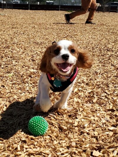 Centennial Dog Park - Vacaville, CA