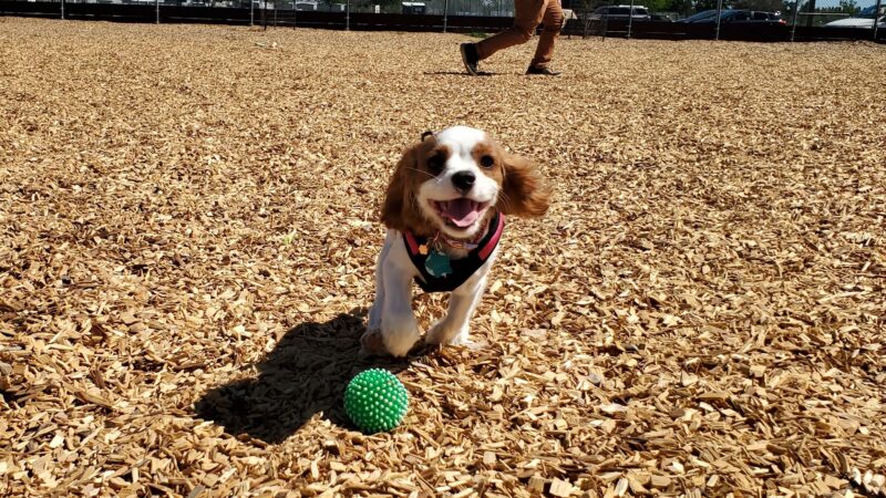 Centennial Dog Park - Vacaville, CA