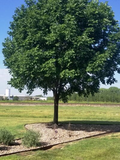 Veteran's Park - Valley Center, KS