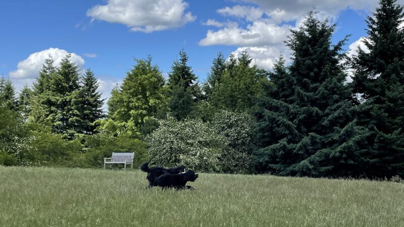 Ike Memorial Park - Vancouver, WA