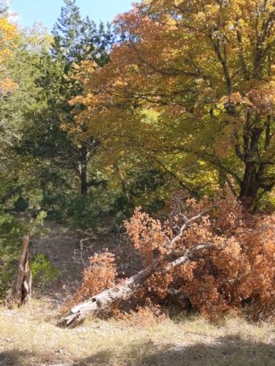 Lost Maples State Natural Area - Vanderpool, TX