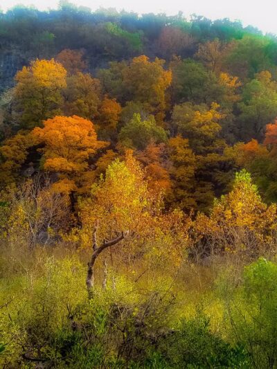 Lost Maples State Natural Area - Vanderpool, TX