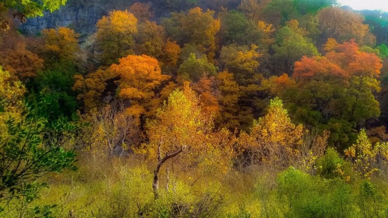 Lost Maples State Natural Area - Vanderpool, TX