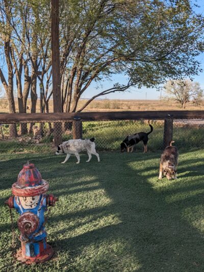Lalo's Dog Park - Vaughn, NM