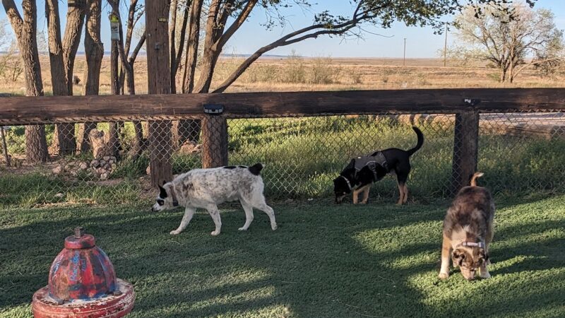 Lalo's Dog Park - Vaughn, NM