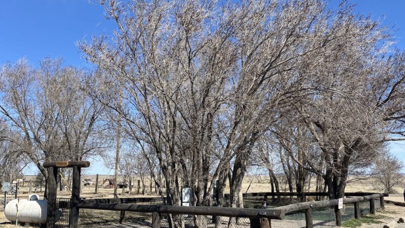 Lalo's Dog Park - Vaughn, NM