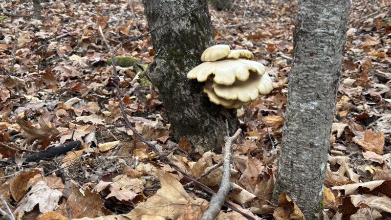 Buck Hill Conservation Area - Veazie, ME