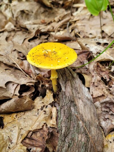 Buck Hill Conservation Area - Veazie, ME