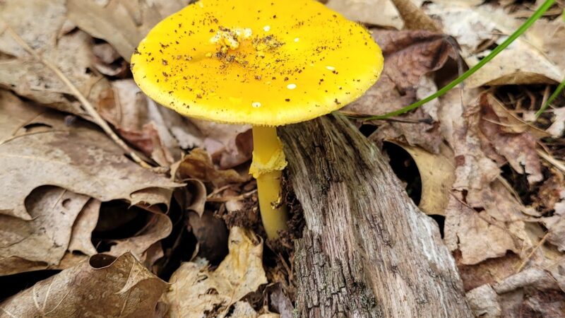Buck Hill Conservation Area - Veazie, ME