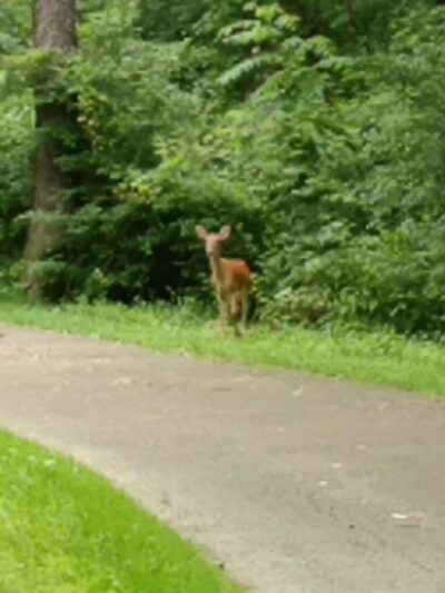 Peterswood Park - Venetia, PA