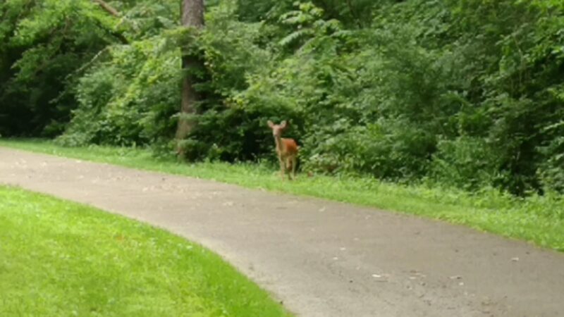 Peterswood Park - Venetia, PA