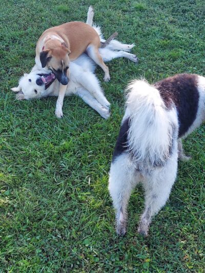 Blue Heron Park - Venice, FL