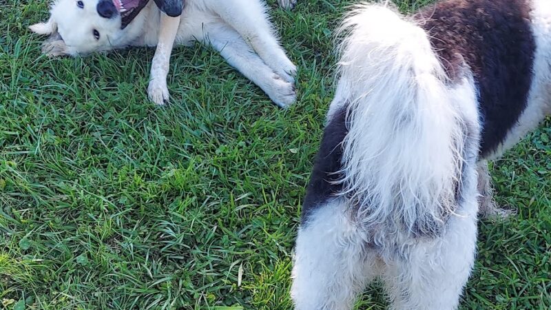 Blue Heron Park - Venice, FL