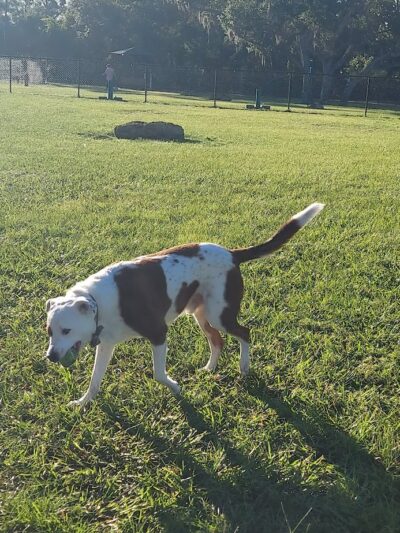 Blue Heron Park - Venice, FL