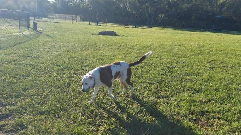 Blue Heron Park - Venice, FL