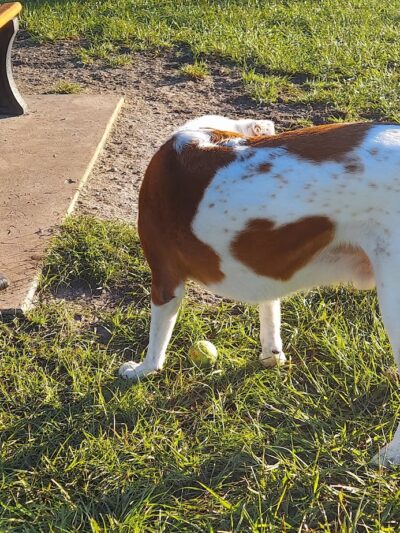 Blue Heron Park - Venice, FL