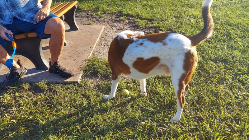 Blue Heron Park - Venice, FL