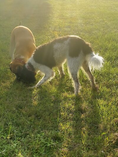 Blue Heron Park - Venice, FL