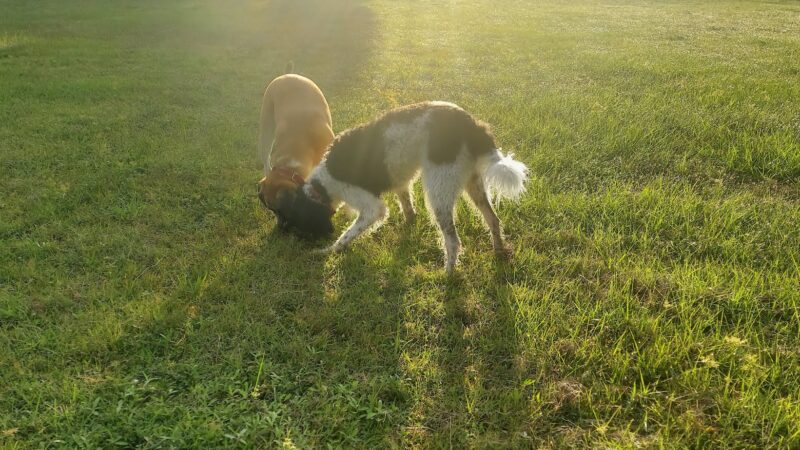 Blue Heron Park - Venice, FL
