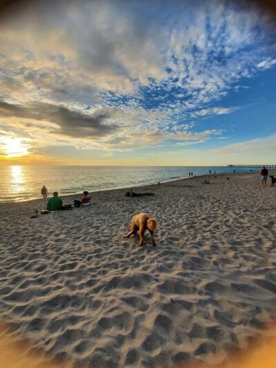 South Brohard Beach Paw Park - Venice, FL