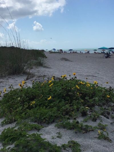 South Brohard Beach Paw Park - Venice, FL