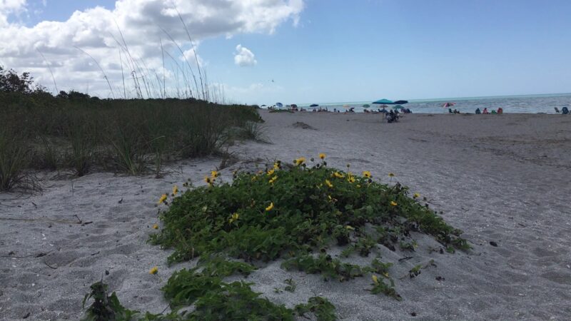 South Brohard Beach Paw Park - Venice, FL
