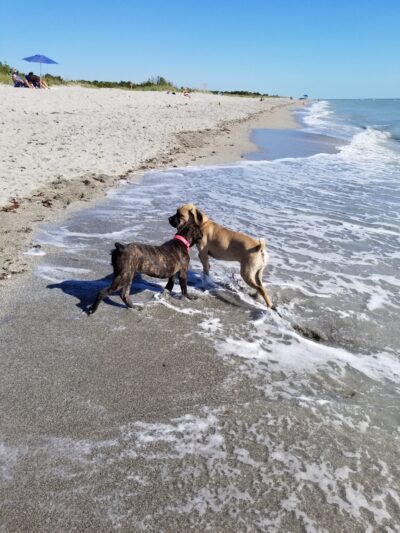 South Brohard Beach Paw Park - Venice, FL