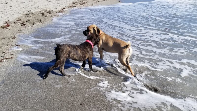 South Brohard Beach Paw Park - Venice, FL