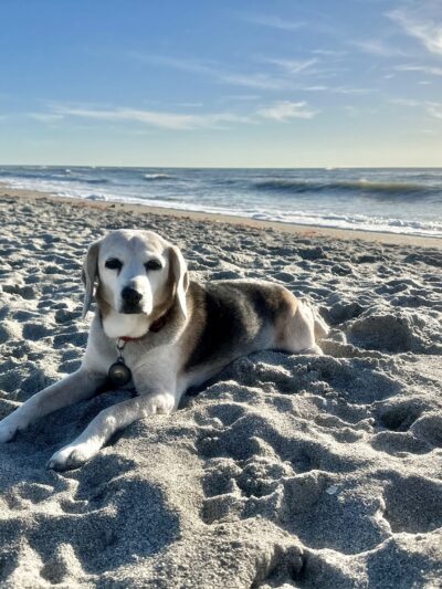 Venice dog beach - Venice, FL