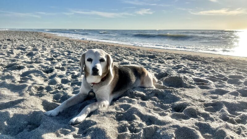 Venice dog beach - Venice, FL