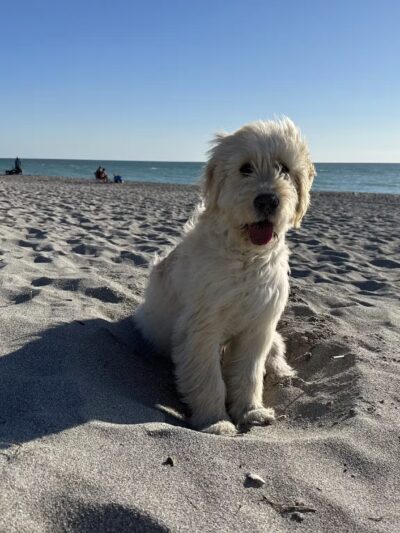 Venice dog beach - Venice, FL