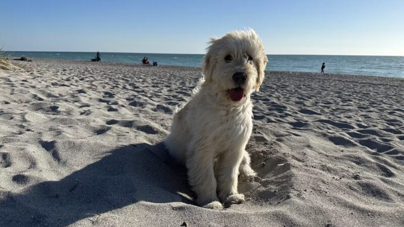 Venice dog beach - Venice, FL
