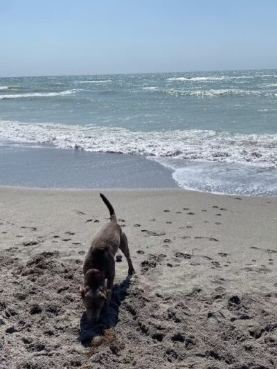 Venice dog beach - Venice, FL