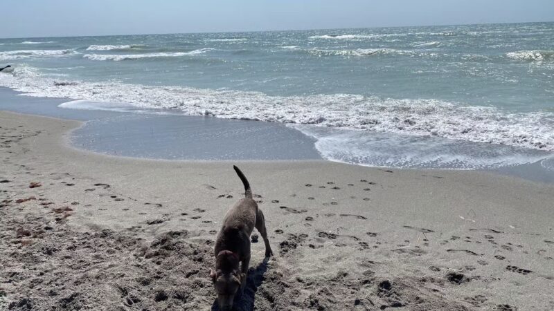 Venice dog beach - Venice, FL