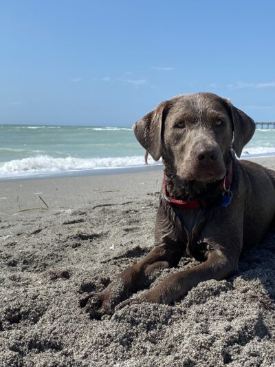 Venice dog beach - Venice, FL