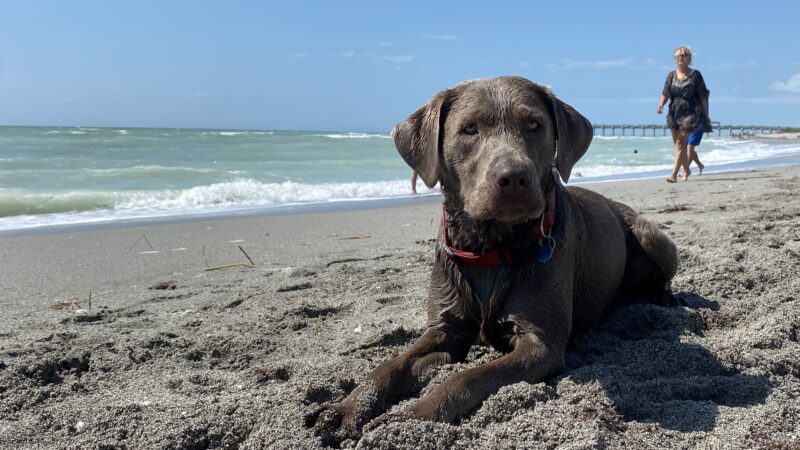 Venice dog beach - Venice, FL