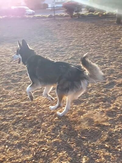Delphinium Dog Park - Ventura, CA
