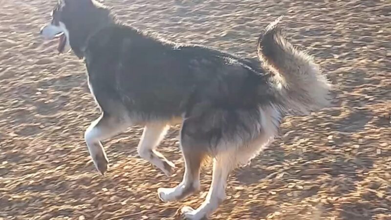 Delphinium Dog Park - Ventura, CA