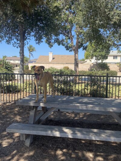 Delphinium Dog Park - Ventura, CA