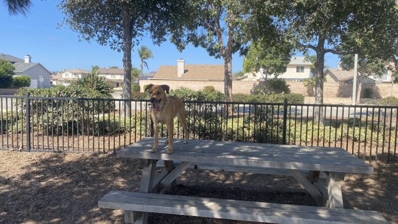 Delphinium Dog Park - Ventura, CA