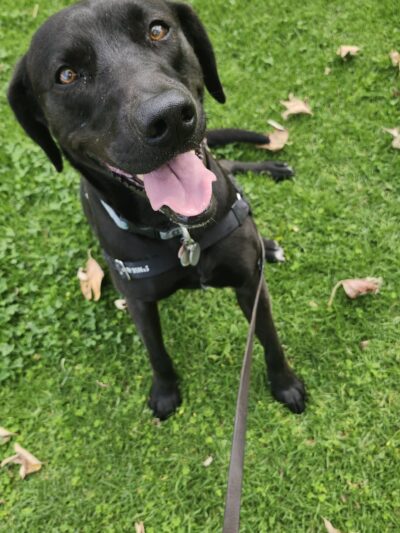 Dog Park - Camino Real - Ventura, CA