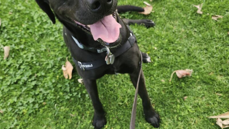 Dog Park - Camino Real - Ventura, CA