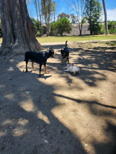 Dog Park - Camino Real - Ventura, CA