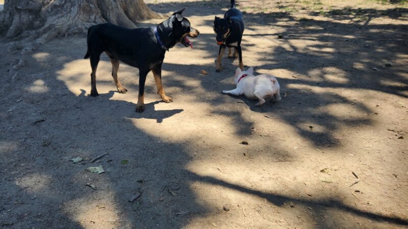 Dog Park - Camino Real - Ventura, CA